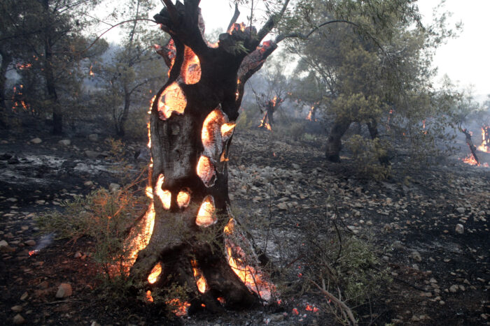 Olive trees burn during a wildfire in Greece