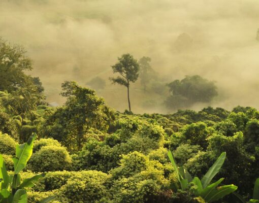 boudewijn-huysmans-GMjKxyV9oSo-unsplash