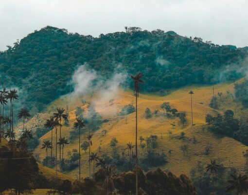 fernanda-fierro-XV4XUU7gWlk-unsplash fernanda-fierro-XV4XUU7gWlk-unsplash