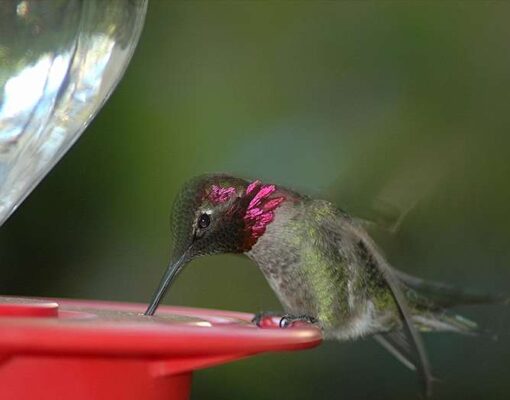 hummingbird-at-feeder