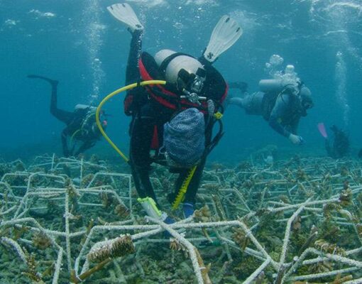 Reef-star-installation2