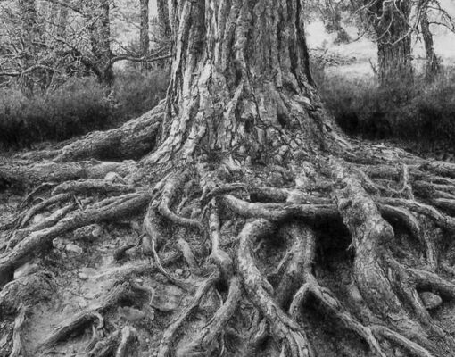 tree-roots2