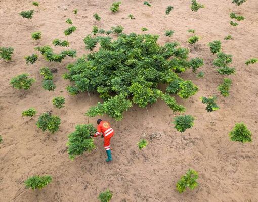 When planting trees to slow climate change, don’t plant the same tree all the time